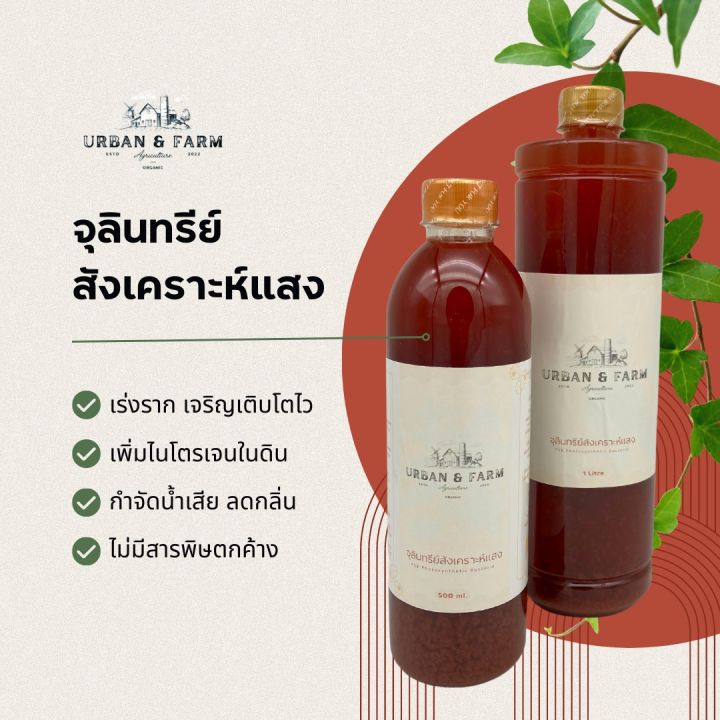 หัวเชื้อจุลินทรีย์สังเคราะห์แสง 100% สูตรเข้มข้น ขยายใช้ได้ไม่จำกัด