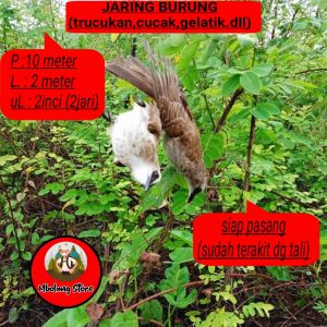 JARING BURUNG TRUCUK p10 JALA PIKAT BURUNG CRUCUKAN JOLO MANUK KRUCUKAN JARING JEBAK BURUNG PERKUTUT JARING JEBAK KUTUT JARING BURUNG PERKUTUT JALA PENJEBAK BURUNG PERKUTUT JARING BURUNG PERKUTUT JARING PIKAT KUTUT JARING BURUNG CRUCUKAN JARING BURUNG PIK