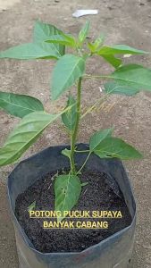 Benih Bibit Sayuran Cabe Keriting Hibrida Tahan Virus 20 Butir Super Tahan Penyakit