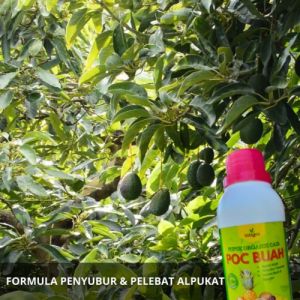 Obat Pelebat Buah Alpukat / Pupuk Penyubur Tanaman Alpukat Bibit / POC Pupuk Pembesar Buah Alpukat