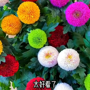 ดอกเบญจมาศปิงปอง เมล็ดพันธุ์เก๊กฮวยปิงปอง 300 เมล็ดการผสมสีปลูกง่ายออกดอกตลอดปีสวยมาก