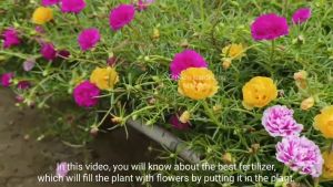 moss rose vietnam rose 90pcs