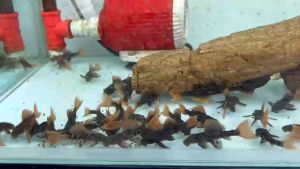 HULX PIGGY chính hãng - Thức ăn cho các dòng cá tầng đáy: Pleco Longfin cá chuột mỹ cá chuột..giúp cá lên size và lên màu sắc nét dễ tiêu hóa!