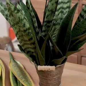 No Watering Required Artificial Snake Plant Indoor Decoration Easy Setup Long-Lasting Quality Sturdy Materials