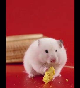 Jonsanty High Protein Cheese Pudding Snack For Hamster Rabbit Chinchilla Guinea Pig