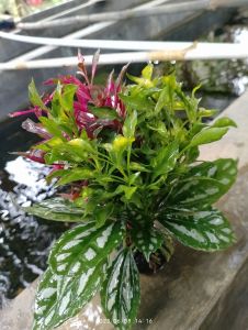 tanaman aquascape kombinasi murah promo