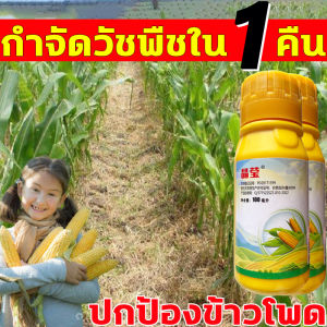 100% ฆ่าหญ้ารอบข้าวโพด ยาฆ่าหญ้าในข้าวโพด เข้มข้นสูงสุด 1 ขวด ผสมน้ำ 18-20 ลิตร ยาฆ่าหญ้าข้าวโพด ฆ่าหญ้ารอบข้าวโพด กำจัดวัชพืชเท่านั้น ไม่ทำลายข้าวโพด ยาฆ่าหญ้าไร่ข้าวโพด กำจัดหญ้าในไร่ข้าวโพด ยาฉีดหญ้าข้าวโพด ฆ่าหญ้าข้าวโพด ยาฆ่าหญ