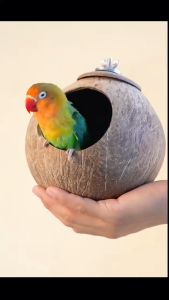 Natural Coconut Shell Bird Nest Hamster House Bird Coconut House for Lovebirds Cockatiel Finch