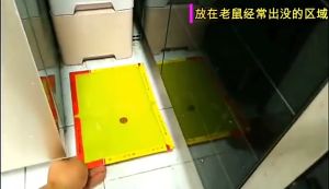 น กาวดักหนูชุด 5แผ่ แบบสำเร็จรูป เหนียวหนึบพิเศษ ติดทน ไม่ไหลเยิ้ม ปลอดสารพิษ ใช้งานง่าย เก็บได้นาน กาวดักหนู ชนิดถาด เหนียวหนึบ