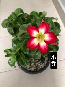 Mini Adenium Obesum Bonsai ID Xiao Qiao 小乔 迷你富贵花