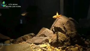 Đèn led kẹp đèn rọi thuỷ sinh đèn kẹp thành tuỳ chỉnh tiêu cự với 3 chế độ màu