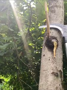 Sabit Arit Potong Rumput/Sabit Kapak Ganda Baja Tahan Karat Stainless Steel sabit jawa sabit baja asli