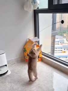 Cat Teaser Cat Stick Toys with Bell Detachable Rod Cats Toy Teaser Feather Stick Toy Mainan Kucing