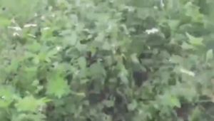 110x15mm Aluminum Grass Trimmer Head with 4 Nylon Lines for Brush Cutter Strimmer Replacement