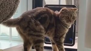 Dog Cat Flap Door Pet Cat Inside Door Lockable Safe Screen Outdoor Door Magnetic Self-Closing Function Sturdy Door for Dogs Cats