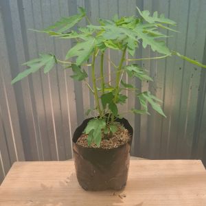 ต้นมะละกอฮอลแลนด์ ถุงเพาะ 5.5นิ้ว มะละกอฮอลแลนด์ ต้นมะละกอ