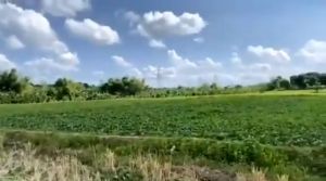 CANAAN NANO ALL In ONE ORGANIC FOLIAR FERTILIZER