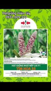 Hạt giống ngô (bắp) nếp lai F1 TÍM HOA 35 Hai Mũi Tên Đỏ gói 500gram