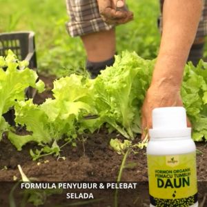 Pupuk Penyubur Daun Selada / Pupuk Untuk Tanaman Selada / Pupuk Daun Untuk Tanaman Selada Pelebat