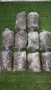 10 ก้อน ก้อนเดินดี ก้อนเชื้อเห็ดฟาง แถมฟรี คู่มือการเพาะ: อาหารเสริม, ขี้วัว, หัวเชื้อ ฟางข้าว ผ่าตัด คู่มือเพาะ หมอนผสม