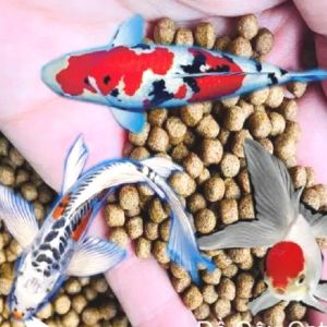 500gr Thức ăn đạm cao cho Cá kiểng: betta guppy 7 màu xecam Koi mún ba đuôi... Cám đạm cao >40%