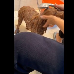 Luka😊พร้อมส่ง💯 ผ้าเช็ดตัวสัตว์เลี้ยง ผ้าชามัวร์สังเคราะห์ ผ้าขนหนู ผ้าเช็ดขนสัตว์เลี้ยง ซับน้ำดีเยี่ยม ผ้านาโน ผ้าเช็ดตัว