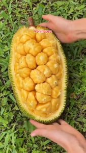 Bibit Nangkadak Hasil Stek Okulasi Cepat Berbuah