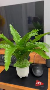 เฟิร์นบอสตัน (ต้นเฟรินปลอมพุ่ม+กระถาง ต้นไม้ปลอมรวมกระถาง เฟร์นบอสตัน เฟรินมะขาม) พร้อมส่งจากไทย ต้นไม้ปลอมตกแต่ง ต้นไม้ ใบเฟริน