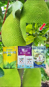 Tạo mầm mít thái mít ruột đỏ indo- tạo mầm hiệu quả ra hoa ra mầm nhanh