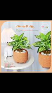 Cây nhân tạo Chậu cây Tô Diệp để bàn trang trí nhà cửa quán coffee homestay văn phòng... cao 24cm