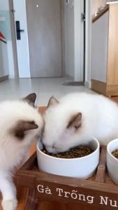 THỨC ĂN HẠT MRVET CHO MÈO 1KG CHO MÈO MỌI LỨA TUỔI BỔ SUNG DINH DƯỠNG CẦN THIẾT