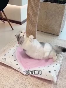 Cat Scratcher Interactive Toys for Cat Catnip Pillow Kitten Claw Grinder Scratching Post for Cats Chew Bite Toys Pet Supplies
