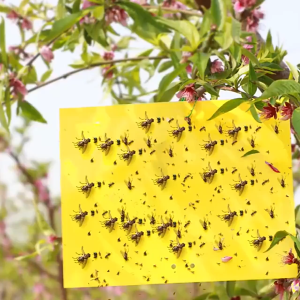 Insect Fruit Flies Trap Fly Trap Double Sided Sticky Board Sticky Tape Pelekat Serangga lalat buah Kuning 果蝇粘虫板
