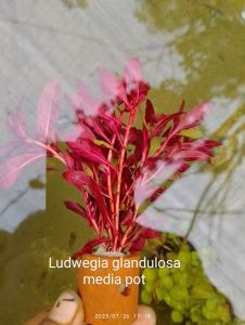 tanaman aquascape ludwegia glandulosa per pot