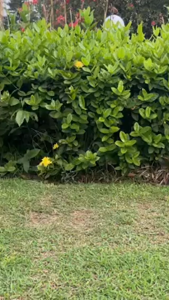 TaffSPORT Tongkat Hiking Trekking Pole Telescopic 4 Section