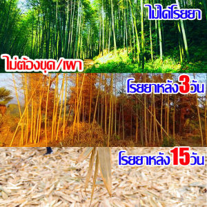 ต้นไม้ 100 ปี รากเน้น 1 วัน ยาฆ่า ผ่าตัด 500% ตรงไป ผ่าตัด ยาฆ่า ไม่เป็นดินปลอดภัย รักษาสิ่งแวดล้อม