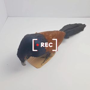Chim mồi giả bìm bịp giả nhồi keo