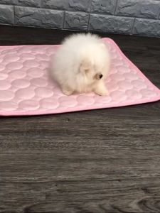 Thảm lót làm mát cho Chó Mèo bằng vải lụa - Love Pets Shop