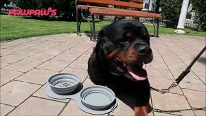 Hayylife Slow Eating Mangkok Double Anti-Slip Portabel Untuk Hewan Kucing & Anjing PP-HBA6028