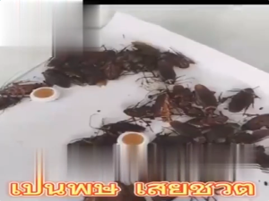 ยาฆ่าแมลงสาบ กำจัดแมลงสาบ ยากำจัดแมลงสาบ ไล่แมลงสาบ  cockroaches killer  แมลงสาบ กำจัด เหยื่อกำจัดแมลงสาบ เจลกำจัดแมลงสาบ ยากำจัดแมลงสาบ เจลฆ่าแมลงสาบ กำจัดแมลงสาบถึงราก ใช้งานง่าย ไม่ต้องสัมผัสโดยตรง ปลอดภัย เชื่อถือได้ ไม่มีสารเคมีตกค้าง