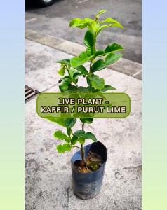 [Pokok Hidup] Lime Leaf Plant – GardenAura Lime