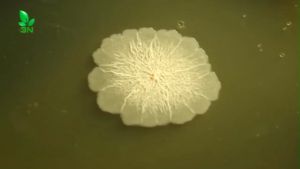 1 Kg Vi Sinh Đơn Dòng Bacillus Licheniformis Mật Độ 100 Tỷ CFU/gr Sử Dụng Cho Chăn Nuôi Và Nông Nghiệp