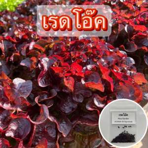 🔥 ซื้อ 5 แถมฟรี 1 🔥 เรดโอ๊ค แดงสวย ทรงพุ่ม 100-200 เมล็ด