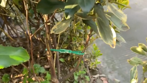 Reusable Self-locking Plant Branch Climbing Support Clip Adjustable Garden Plant Fixed Cable Tie 100 Pcs