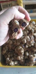 Gừng đen(Ngãi Đen) loại già lâu năm 1kg