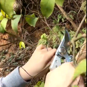 กรรไกรตัดกิ่งสำหรับแต่งสวน ตัดกิ่งไม้สูง Sk5 ขนาด 40mm ใช้งานง่าย แต่งกิ่ง ตัดต้นไม้ ตอนกิ่ง ทำสวน กรรไกรแต่งกิ่ง กรรไกร