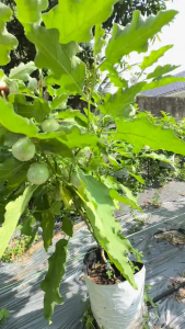 Benih Terong Lalap LIMAO JAWARA 10gr Kualitas Terjamin 100% Asli Produk Unggulan Jawara