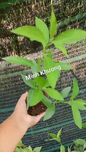 chậu cây bạch hạc kiến cò -Vườn Minh Khương
