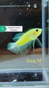 Green Neon Candy HMPK Betta | Male / Female / Pair | Ipoh Homebred Malaysia