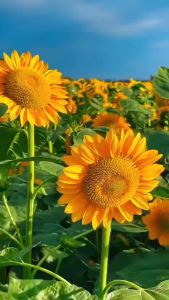60PCS/PACK Sunflower Crazy flowers seeds/Mixed Variety Sunflower Seeds for planting